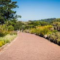 ZAF WC CapeTown 2016NOV14 KNBG 003 : 2016, 2016 - African Adventures, Africa, November, South Africa, Southern, Western Cape, Cape Town, Kirstenbosch National Botanical Garden